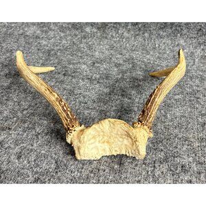 Natural Deer Antler Shed For Crafts & Home Decor #9
